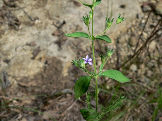 {Trichostema brachiatum}